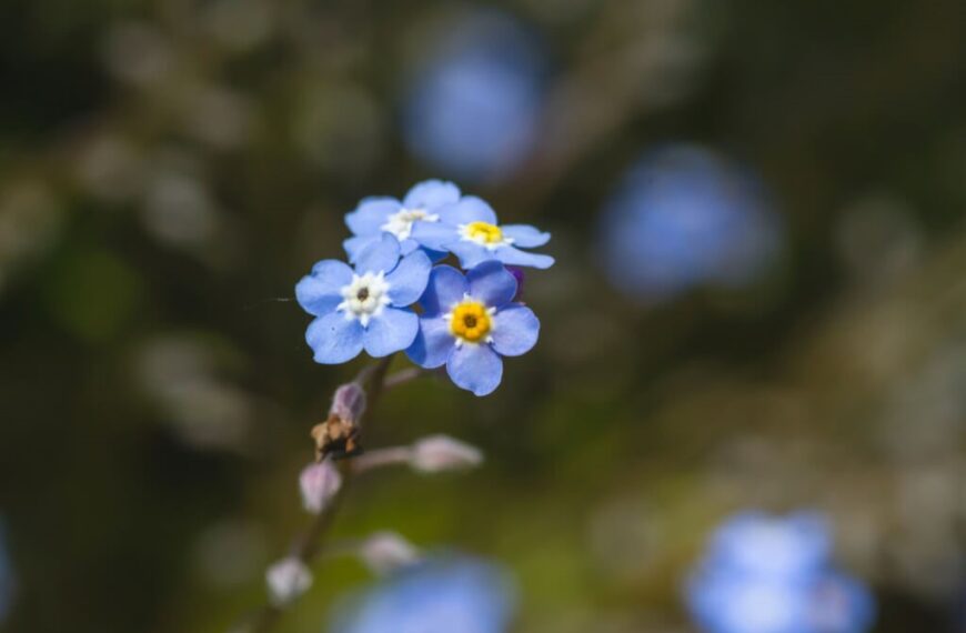 Masonic Flower Symbol